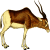 Antelope