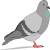Pigeon
