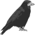 Raven