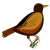 Sparrow