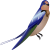 Swallow