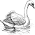 Swan