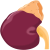 Kidney