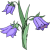Bluebell