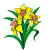 Daffodil