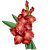 Gladiolus