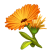 Marigold