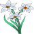 Narcissus