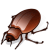 Beetle