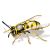 Wasp