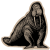 Walrus